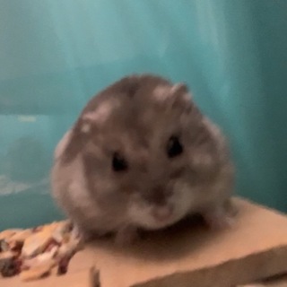 ジャンガリアンハムスター☆彡