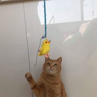 横浜市南区より茶トラのチヤーくん