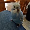 飛び回っています