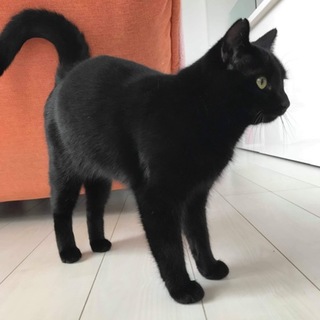 横浜市南区より黒猫のクーくん！