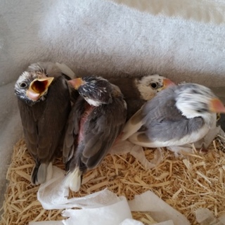 応募者多数の為、募集を一時中断します。