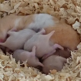 キンクマ×キンクマパンダのbaby