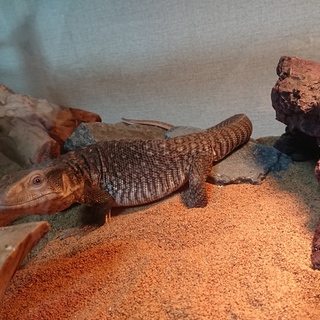 サバンナモニター