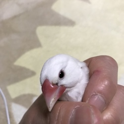 下嘴が伸びている