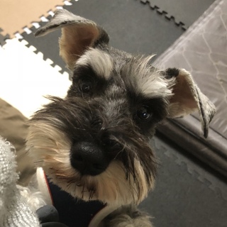 慣れると凄く人懐っこくて、とっても元気な男の子♪