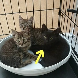 「三兄弟、全員おうち決定済み！」サムネイル1