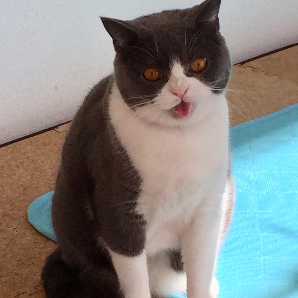 ちゅけのカバー写真