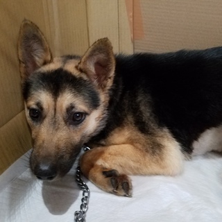 この子を助けてください。