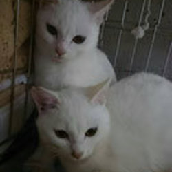 ★★　つくばにて、犬猫譲渡会　★★ 