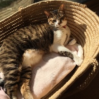 キリ