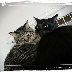 「三兄弟、全員おうち決定済み！」サムネイル2