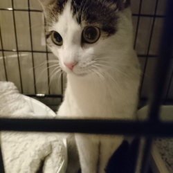 「捨て猫？マンションのエントランスで人待ち顔??」サムネイル1