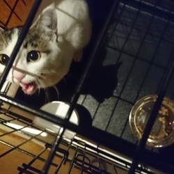 「捨て猫？マンションのエントランスで人待ち顔??」サムネイル2