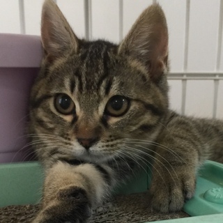 美形キジトラ子猫　秋子