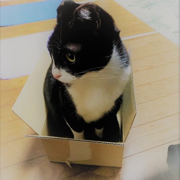 箱入り娘だから・・・箱に入ってます。　by霞