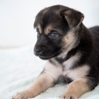 雑種の子犬 きなこちゃん 里親募集！