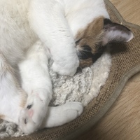 マヨ