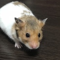 ハムスター里親募集