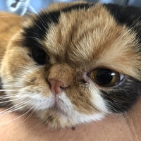 チャボ