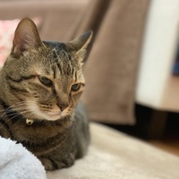 チャイム