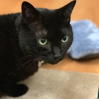 チョコラ