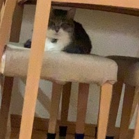 モコ