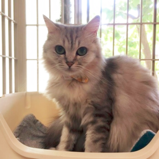 多頭崩壊ペルシャ猫　ジヨン71号