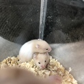 知人の家で生まれたハムちゃん