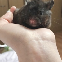 よもぎ