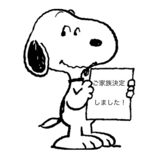 海外赴任に伴うフレンチブルドック里親募集