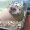 里親全員見つかりました。 サムネイル3