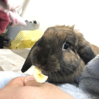 ロップイヤーのうさぎ