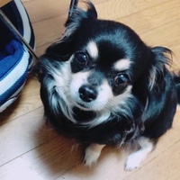 ジェンティル
