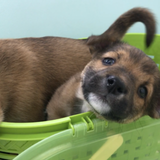 元気で甘えたな男の子 ドリーくん 2ヶ月