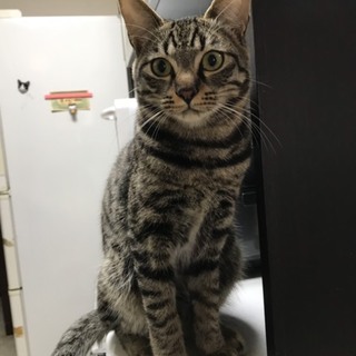 お見合い決定募集停止★さんま★モデル体型美男子