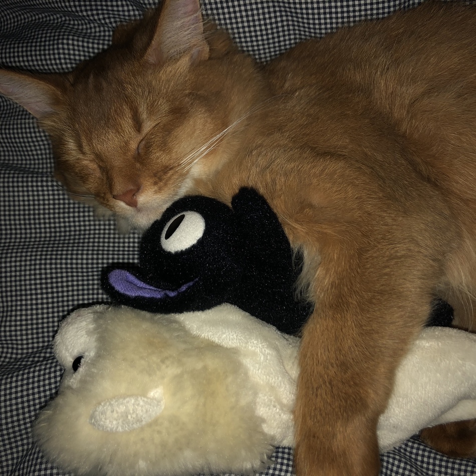 テトのカバー写真