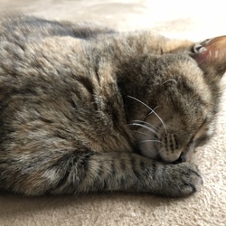 「胃腸炎」サムネイル1