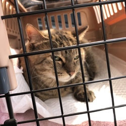 「胃腸炎」サムネイル2