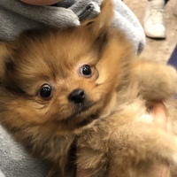 チャチャ