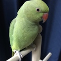 ワカケホンセイインコ (ノーマル)オス