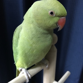 ワカケホンセイインコ (ノーマル)オス