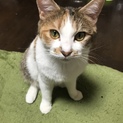 三毛猫のメス2歳キジトラのメス1歳の募集です