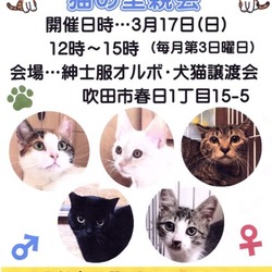 紳士服オルボの犬・猫譲渡会 サムネイル3