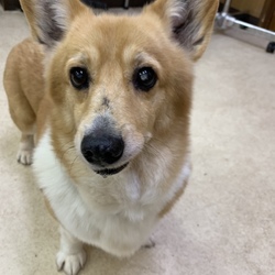 アニマー湯犬猫譲渡会