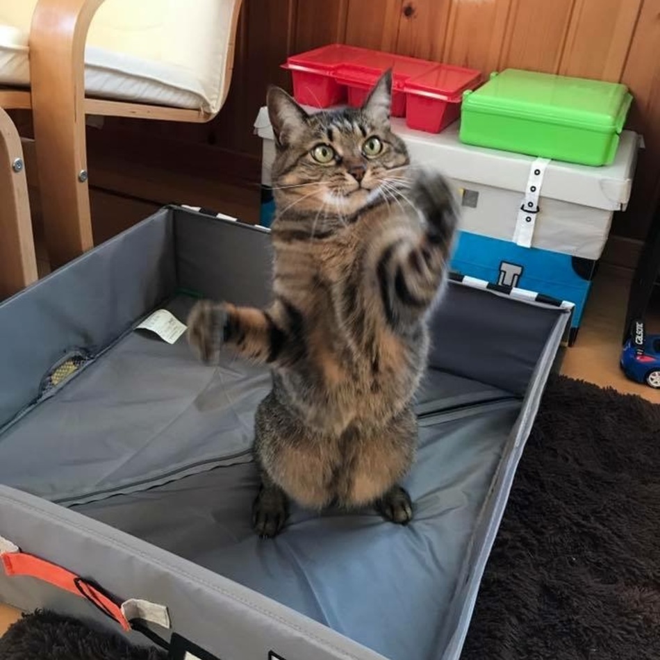じゅじゅのカバー写真
