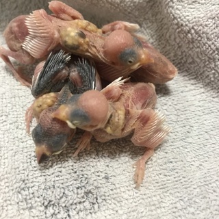 2／12生まれの文鳥の雛の親御さん、募集です