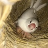 2／12生まれの文鳥の雛の親御さん、募集です サムネイル3