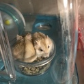 ジャンガリアンハムスター カラー二種