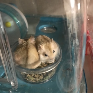 ジャンガリアンハムスター カラー二種