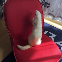 ラムネ